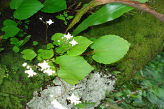 Impatiens modesta